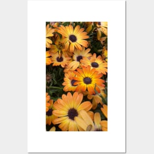 Orange Daisies Posters and Art